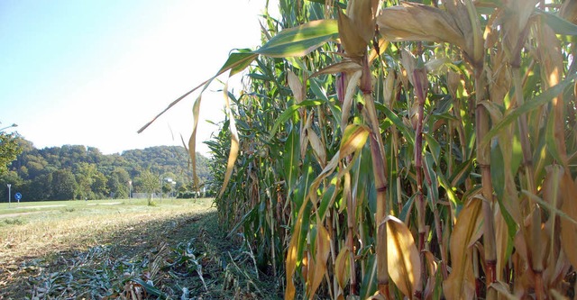 Der Groteill der Ernte ist in den Sch...zeit ernten die Bauern noch den Mais.   | Foto: Franz Dannecker