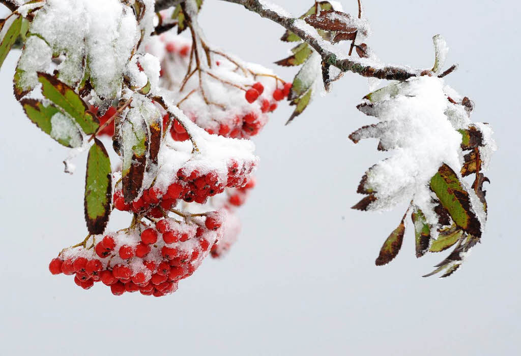 Mit Schnee überzuckerte Beeren Mit Schnee überzuckerte Beeren