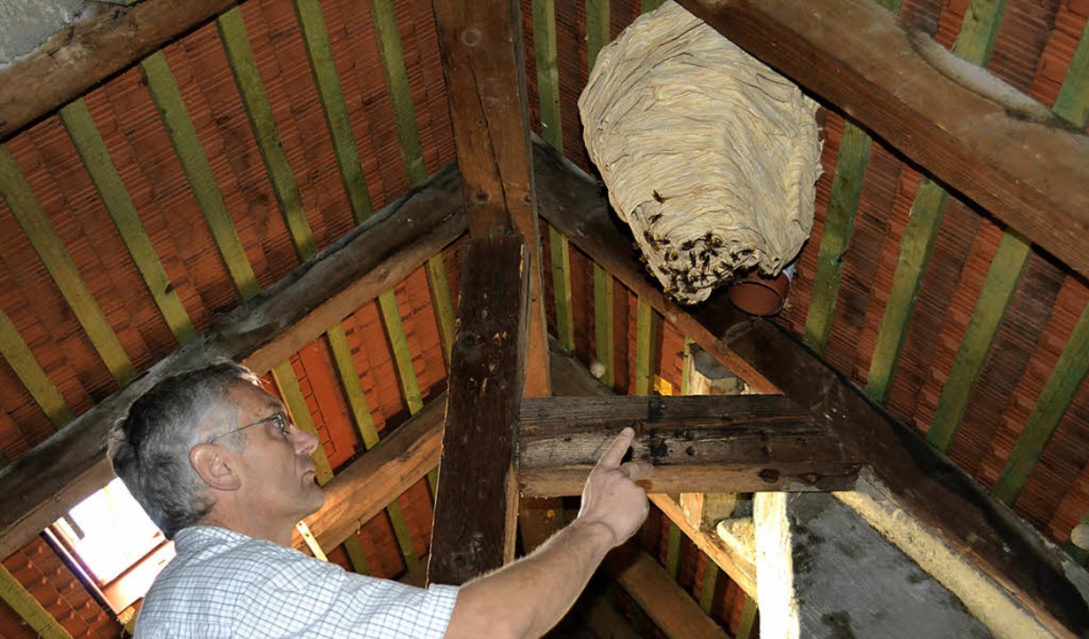 Riesiges Hornissennest Zell Im Wiesental Badische Zeitung