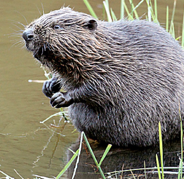 Der Biber   | Foto: dpa