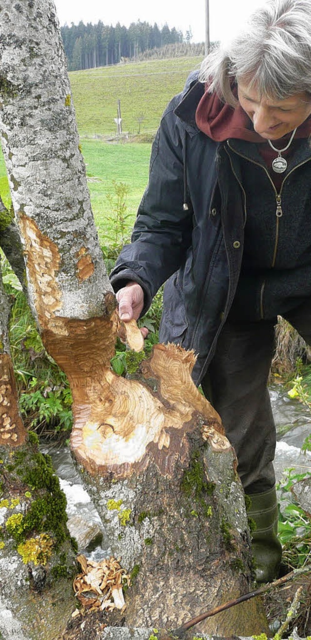 Biberbeauftragte Bettina Sttele begut...die Nagespuren an  der Esche am Bach.   | Foto: Stellmach