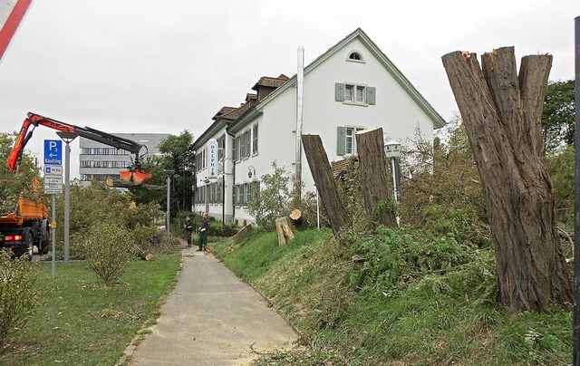 Knapp 20 Meter hoch waren die Robinien...der Hangkante gestern gefllt wurden.   | Foto: LANGELOTT