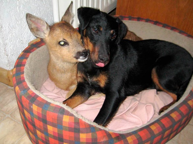 Rehkitz Punkti und Adoptivhund Ronja.  | Foto: Erika Flubacher