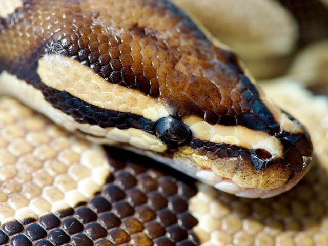 Pythons lieben  es kuschelig-warm (Symbolbild)  | Foto: dpa