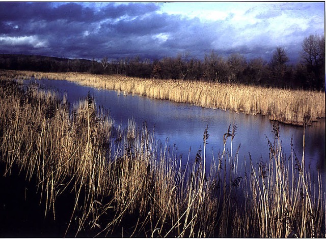 Ein Beispiel fr vorblidlichen Naturschutz: die Petite Camargue im Sdelsass.  | Foto: BZ