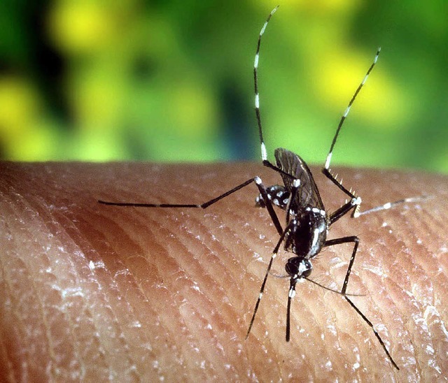 Eine Stechmcke Anopheles quadrimacula...ann, macht sich bereit zum Zustechen.   | Foto: dpa