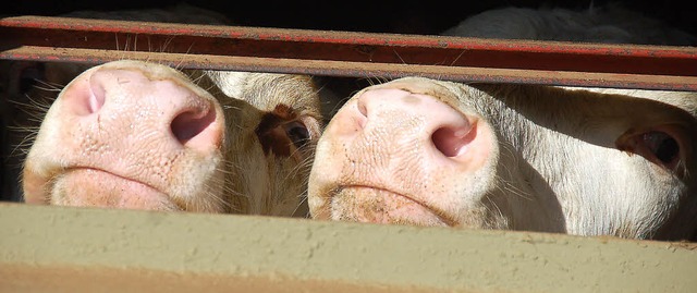 Tierarzt und Gemeinderat Mathias Rger...tall nur unzureichend  isoliert wird.   | Foto: Hermann Jacob