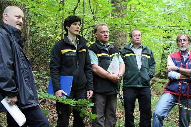 Waldbegehung des Gemeinderats: Mehr Laubbume als frher