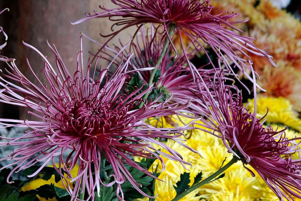 Impressionen von der Chrysanthema 2011