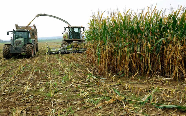 Aus Mais und anderen Pflanzen lsst sich Biogas herstellen.  | Foto: dpa