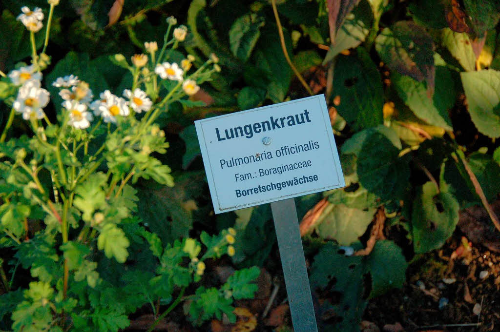 Viel Zuspruch fanden die 1. Badischen Krutertage in der neu renovierten Klosterscheune in Oberried.