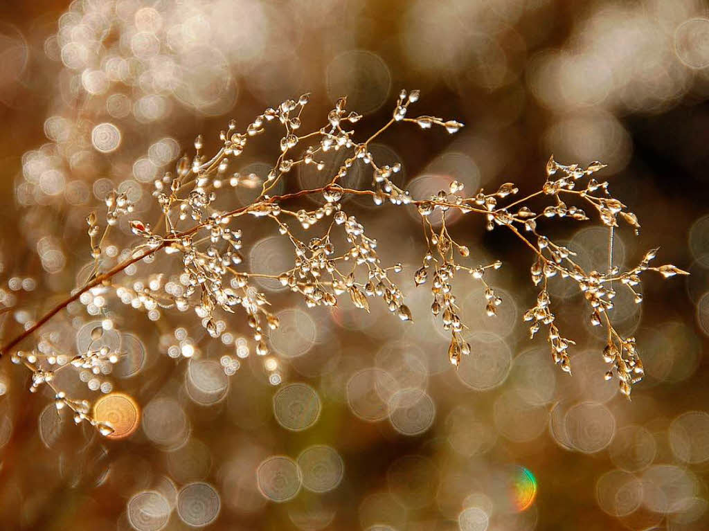 Die Sonne lässt den Frost auf den Wiesen dahinschmelzen. Die Sonne lässt den Frost auf den Wiesen dahinschmelzen.