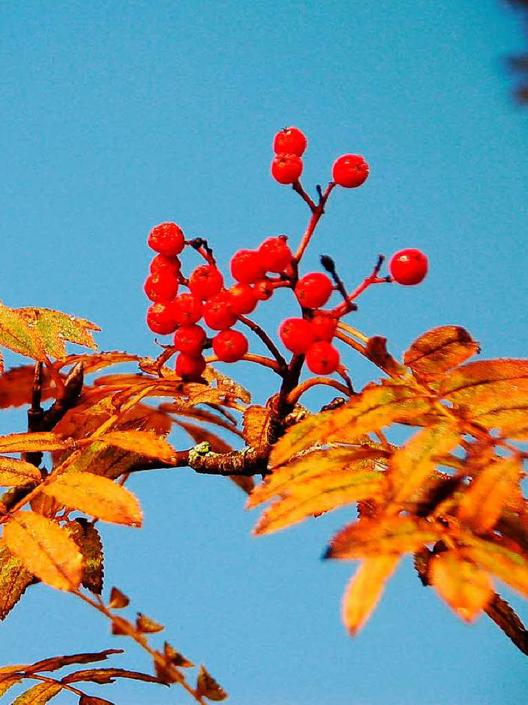 Diese Vogelbeeren waren schon früh auf der Sonnenseite Diese Vogelbeeren waren schon früh auf der Sonnenseite