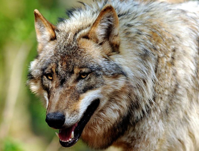 Der Wolf wandert viel. Bis zu 70 Kilom... einem Tag kann ein Tier zurcklegen.   | Foto: dpa