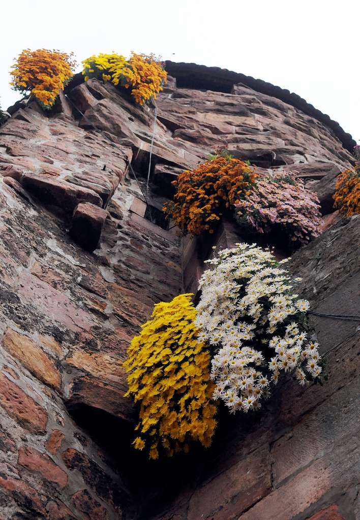 Von der Sonne verwhnt: Impressionen von der Chrysanthema