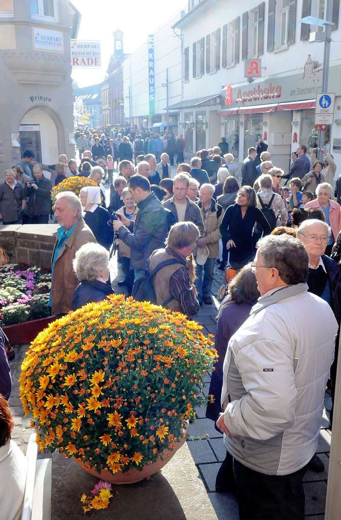 Von der Sonne verwhnt: Impressionen von der Chrysanthema