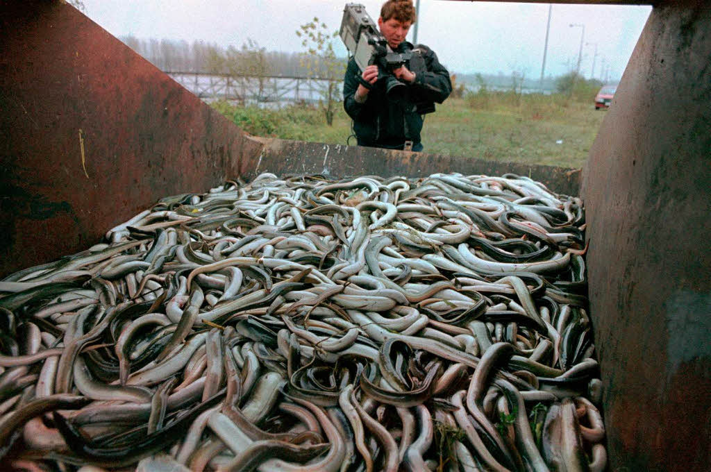 ...eine kologische Katastrophe. Lschwasser mit vermutlich 20 Tonnen Pflanzenschutzmittel ergoss sich in den Rhein...