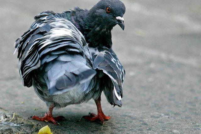 Wie will die Stadt verhindern, dass Tauben gefüttert werden?