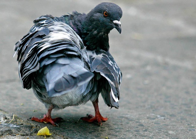 Von vielen nicht gerne gesehen: Tauben in den Stdten.  | Foto: ddp