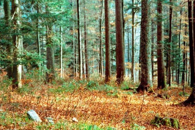 Der Wald als Friedhof ist zur Normalitt geworden