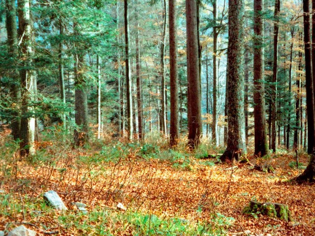 Als erste Kommune in Deutschland hat O...006 einen Naturfriedhof eingerichtet.   | Foto: Grosholz