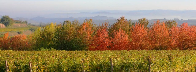 Goldener Herbst am Kaiserstuhl  | Foto: Hans-Peter Ziesmer