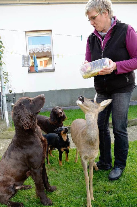 Durchsetzungsstark: Bambi frisst, Aiko (links)  schaut sehnschtig zu.   | Foto: kaiser