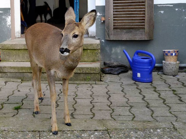 Bambi vor seiner Wohnungstr.  | Foto: Sebastian Kaiser