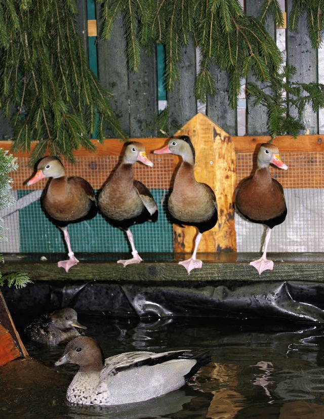 Parade im Einbeinstand: Auf einem Bein...schau noch andere Entenarten tummeln.   | Foto: gabriele fssler