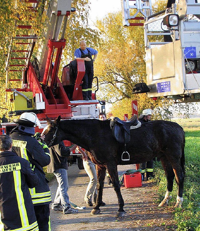 Staufener Feuerwehr rettet Pferd  | Foto: privat