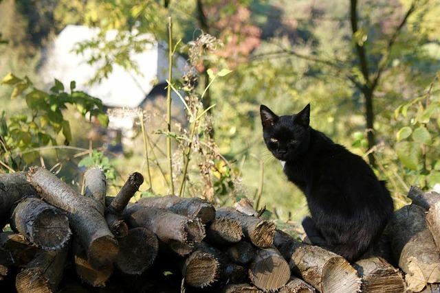 VON KATZENJAMMER KEINE SPUR