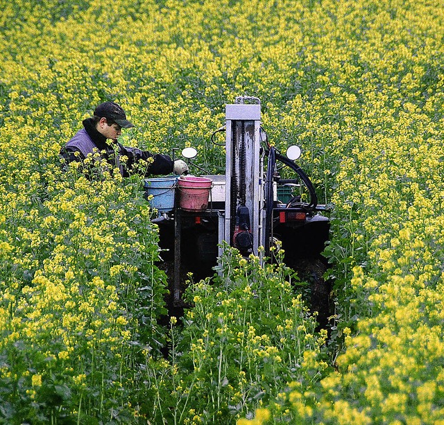 Senf als Zwischenfrucht soll Nitratsti...st sich durch Bodenproben nachweisen.   | Foto: Hannes Lauber