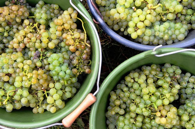 Nicht nur bei der Weinlese gibt es in den Weinbergen viel zu tun.  | Foto: dpa