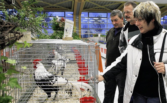 Krht der, wenn man ihn an der Schwanzfeder streichelt?   | Foto: Heidi Fssel