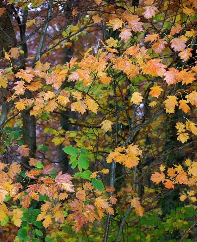 Am schnsten ist die Else im Auggener Wald im Herbst.   | Foto: Umiger