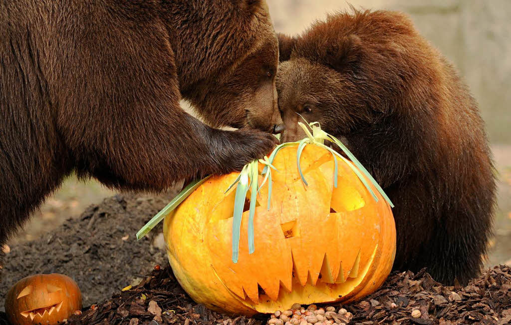 Mascha und ihre Kinder Misho und Wanja bekamen zu Halloween einen Riesenkürbis geschenkt. Mascha und ihre Kinder Misho und Wanja bekamen zu Halloween einen Riesenkürbis geschenkt.