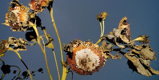 Herbstlich zerzaust, mit tief geneigte... Eine Kirschbaumallee bei Ehrenstetten  | Foto: Siegfried Gollrad