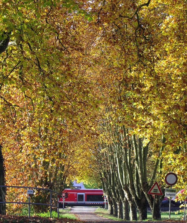 Ein Zug kreuzt die in herbstlichen Far...trahlende Schwrstdter Schlossallee.   | Foto: Helmut Kohler