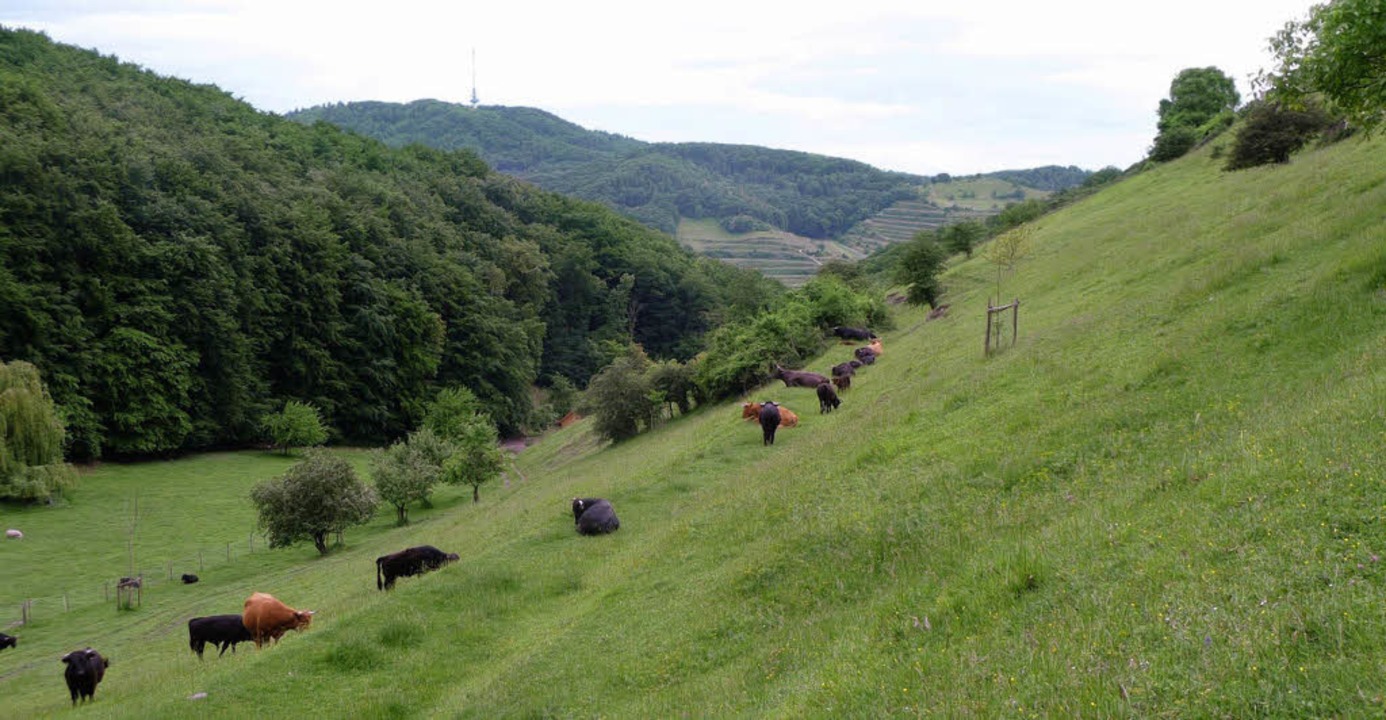 Wanderern soll auf der Schelinger Vieh...s Verpflegungsangebot gemacht werden.   | Foto: privat