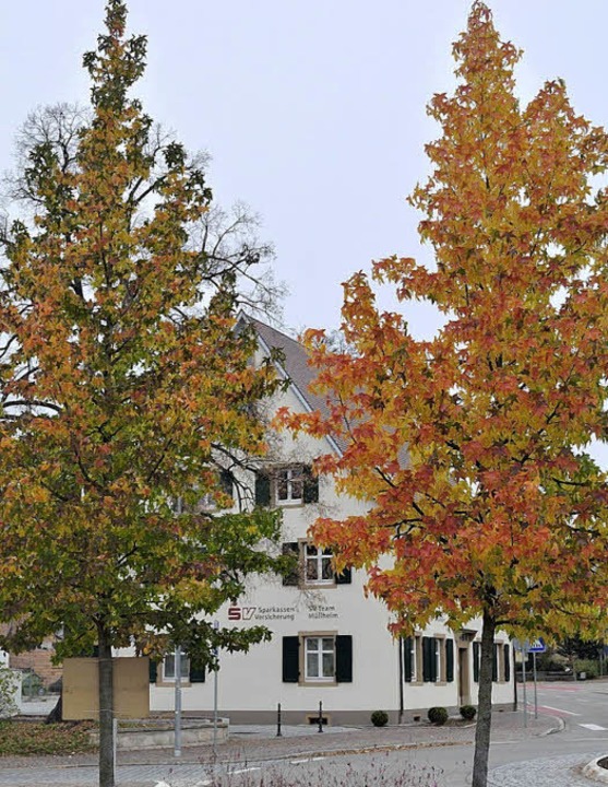 Amberbäume am oberen Kreisel der Müllheimer  Werderstraße   | Foto: Voss