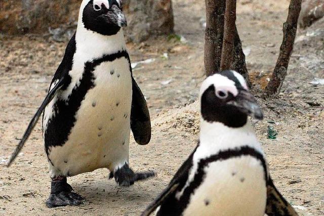 Ein schwules Pinguinprchen soll getrennt werden
