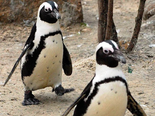 Zwei verliebte Pinguine: Dieses hetero...nicht befrchten, getrennt zu werden.   | Foto: dpa