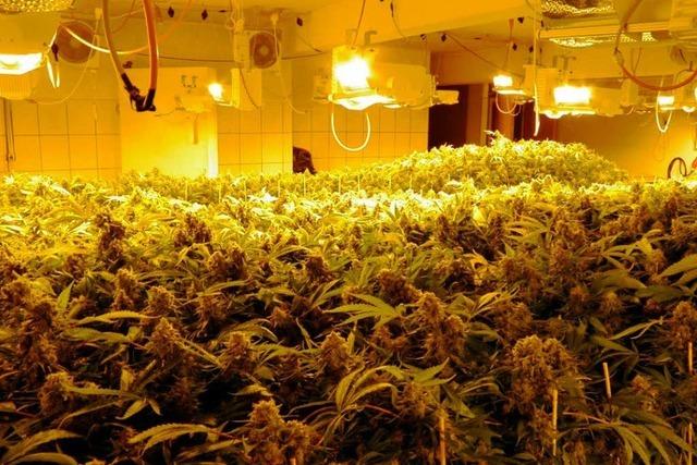 1000 Hanfpflanzen und 30 Kilo Marihuana beschlagnahmt