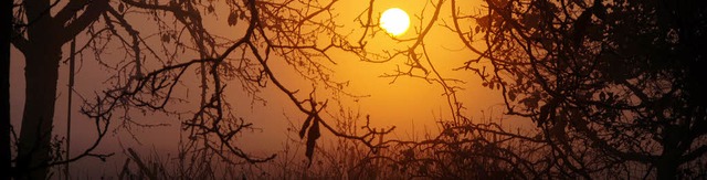 Endingen. Ein Erlebnis fr Frhaufsteh...en das letzte &#8222;Blattgold&#8220;.  | Foto: Roland Vitt