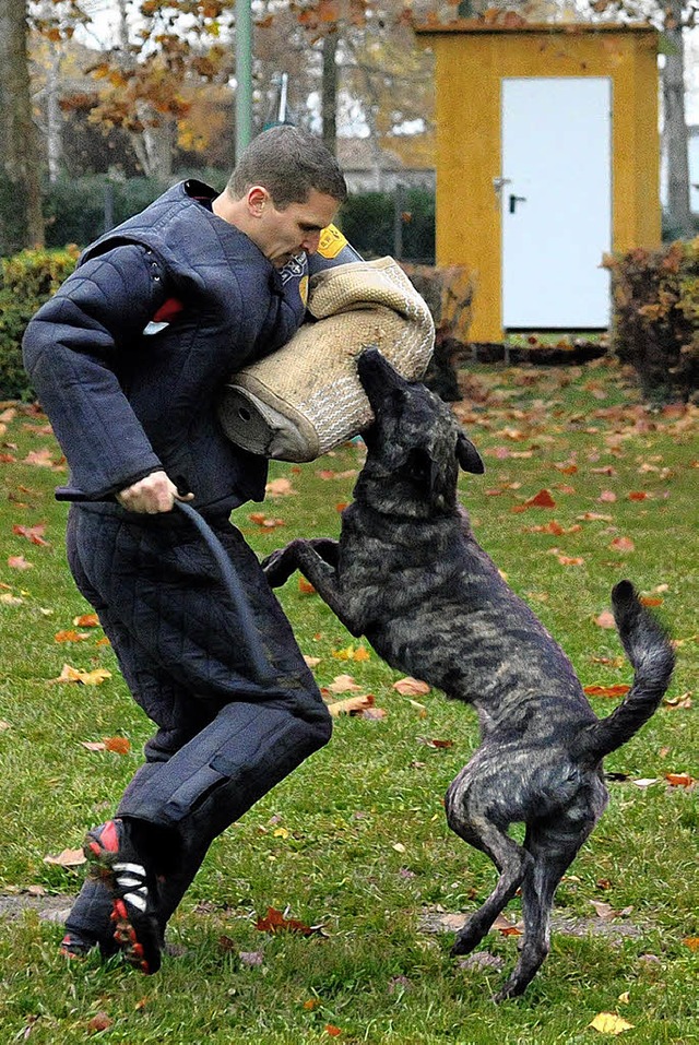Mit Biss zum Landessieg: der Hollndische Schferhund Glenmore   | Foto: w. knstle