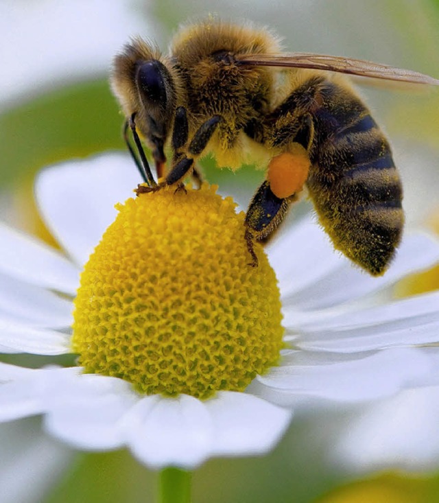 Honigbienen sind kologisch und wirtschaftlich wertvolle Schwerstarbeiter.   | Foto: DPA