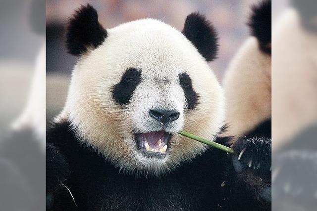 Panda-Kot soll Tee veredeln