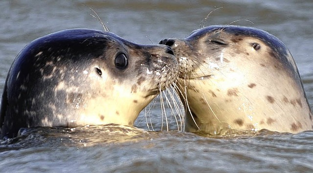 Die Seehunde in der Nordsee turteln an...orgen fr reichlich Seehundnachwuchs.   | Foto: dapd