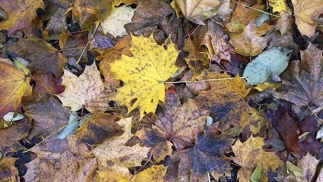 Fr die einen sind die herbstlichen La...nder dagegen ein tolles Naturerlebnis.  | Foto: Martin Wendel