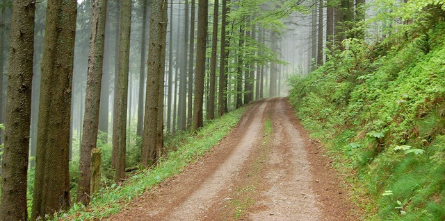 Um den Wald bewirtschaften zu knnen, sind gut ausgebaute Waldwege ntig.   | Foto: archivfoto: Paul Berger